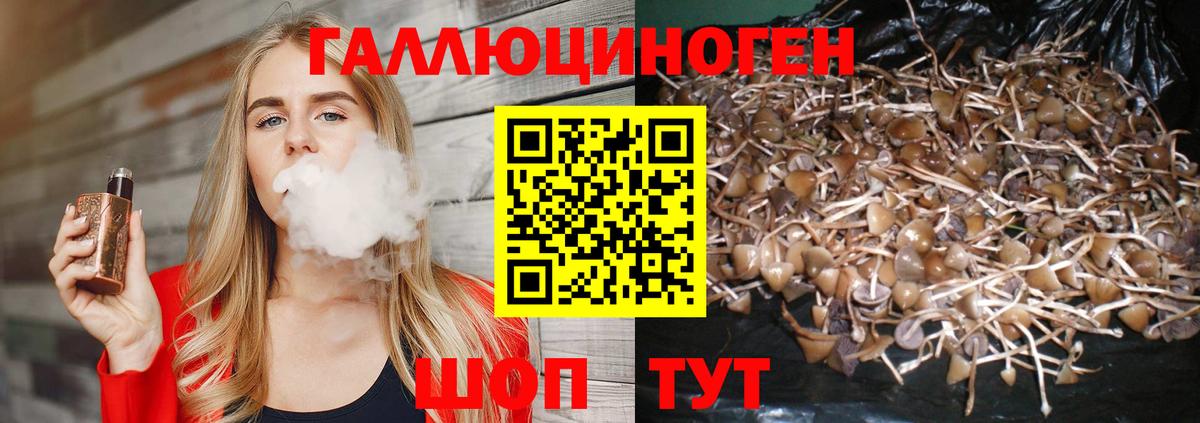 Димитровград  Псилоцибиновые грибы Psilocybe  Вход с VPN 